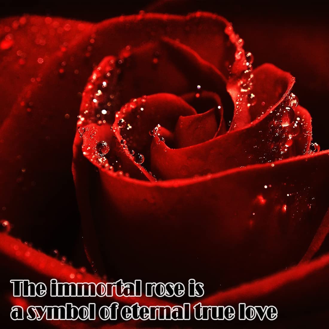 Preserved Rose with Love You Necklace in 100 Languages Gift Set, Enchanted Eternal Rose Flower for Valentine's Day Anniversary Wedding Bthday Romantic Gift